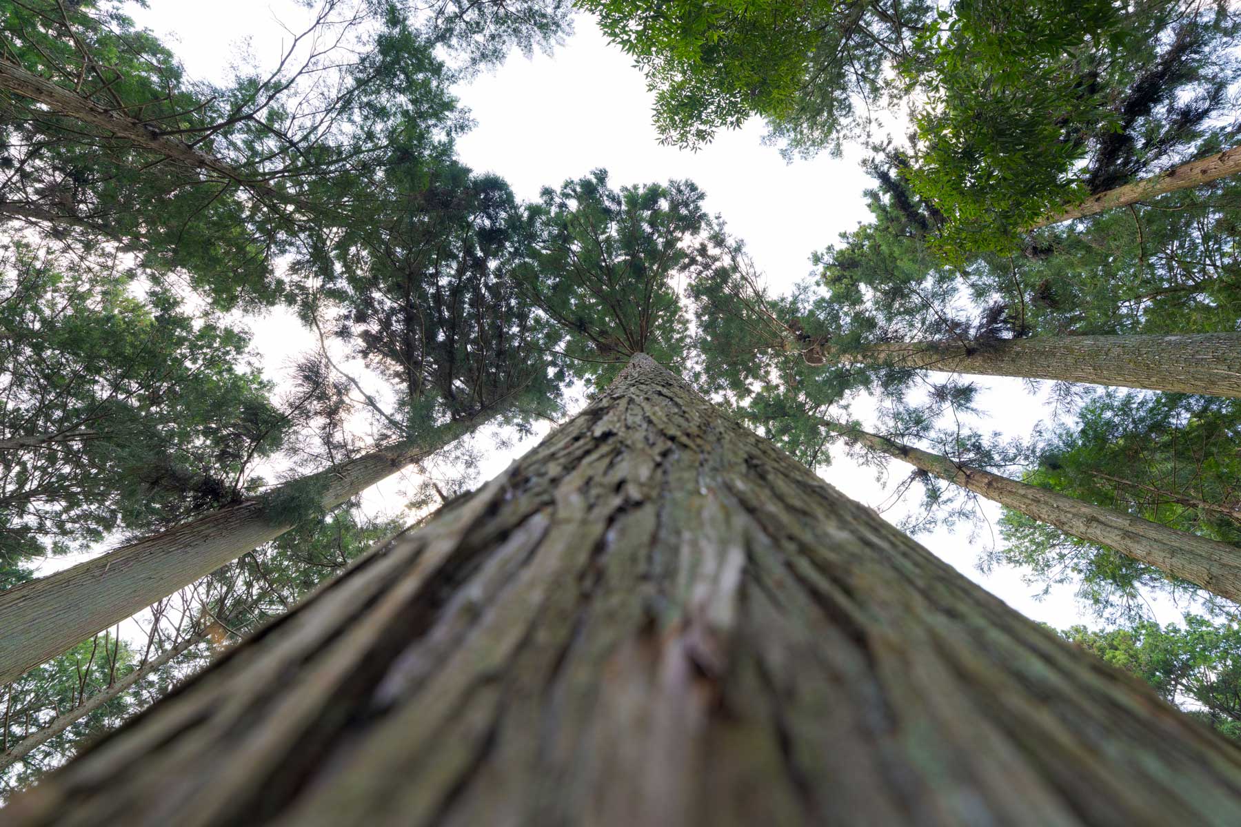 鳥見山（とりみやま）の木。まっすぐに伸びた雄大な姿。